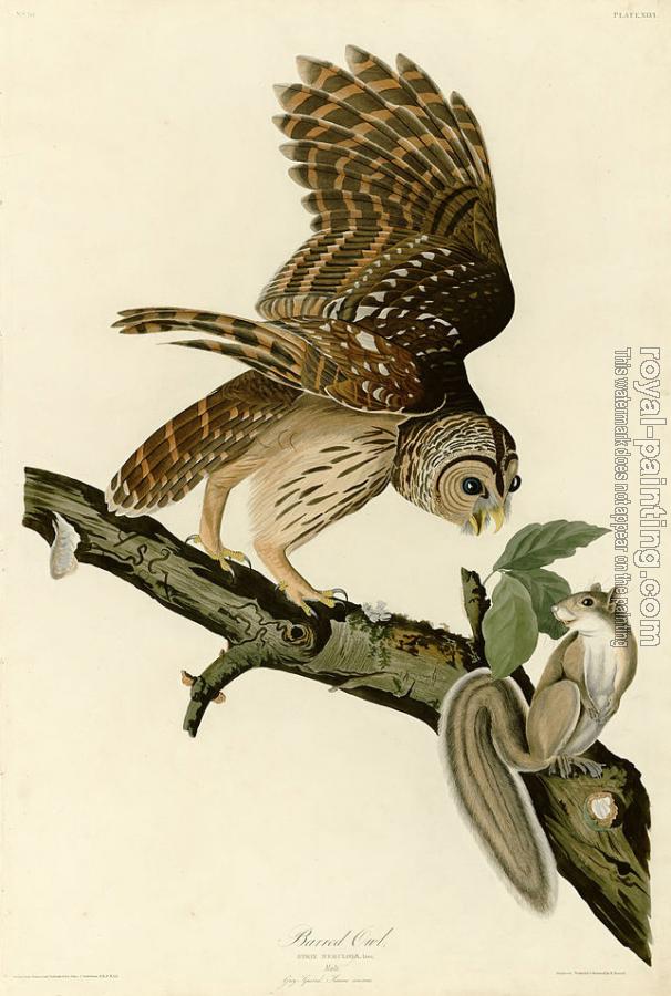 John James Audubon : Barred owl John James Audubon : Barred owl